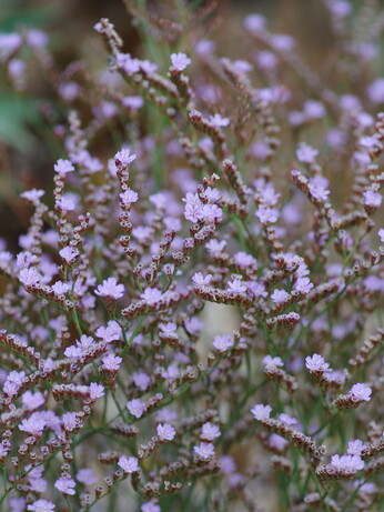 Weekly catch up with garden & propagation Weekly catch up with garden & propagation