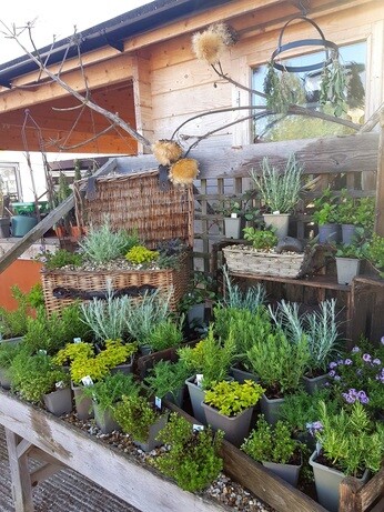 Weekly catch up with gardens & propagation Weekly catch up with gardens & propagation