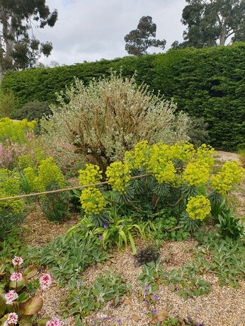 Weekly catch up with gardens & propagation