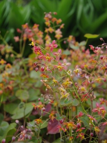 Weekly catch up with garden & propagation