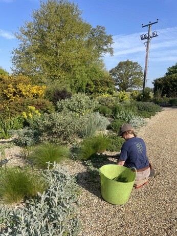 Weekly catch up with gardens & propagation Weekly catch up with gardens & propagation