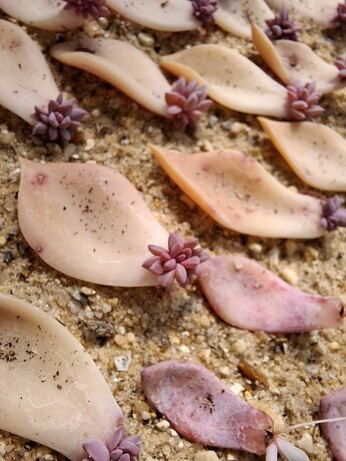 Weekly catch up with gardens & propagation Weekly catch up with gardens & propagation