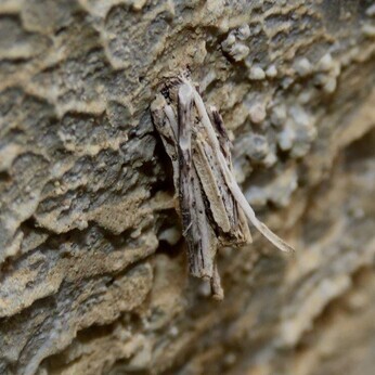 Wildlife at the heart of the City:  the Beth Chatto Meanwhile Garden   