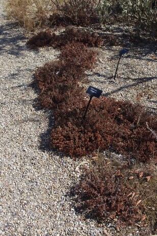 How summer heat has affected the plants How summer heat has affected the plants