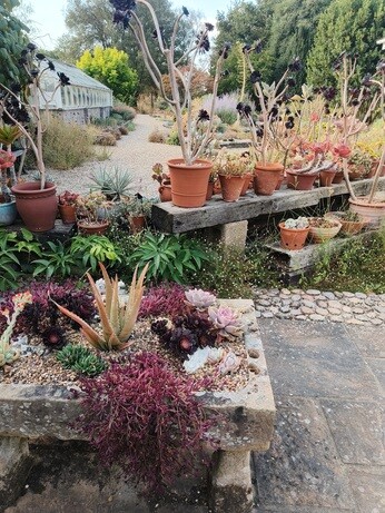 My Year as a Trainee at Beth Chatto Plants & Gardens