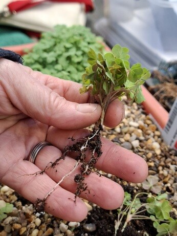 Weekly catch up with garden and propagation
