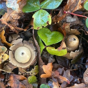 Wild Words from the Ground - December/January