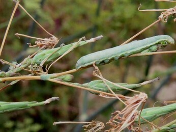 Wildlife at the heart of the City:  the Beth Chatto Meanwhile Garden   