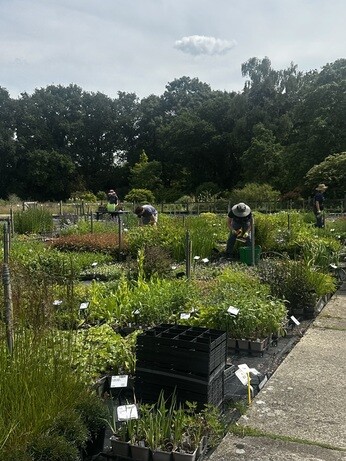 Weekly catch up with garden & propagation Weekly catch up with garden & propagation