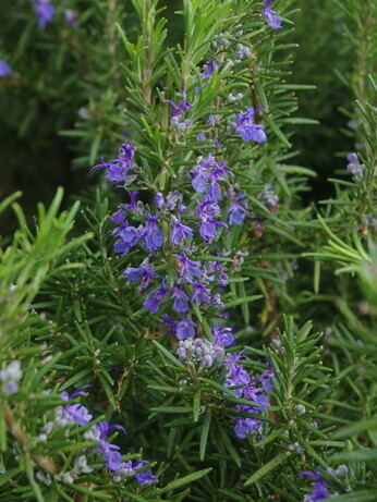 Gardening Dilemmas - Part 3 Gardening Dilemmas - Part 3
