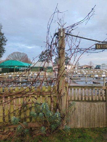 Weekly catch up with garden & propagation