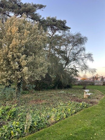 Weekly catch up with garden & propagation