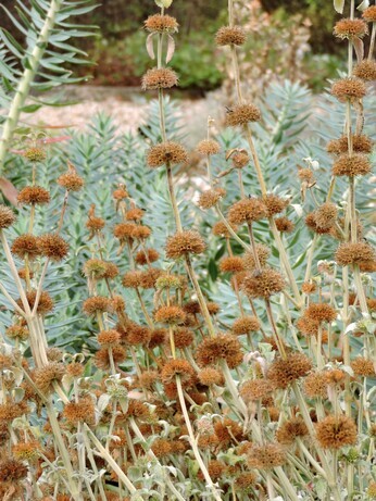 Sensational Seedheads