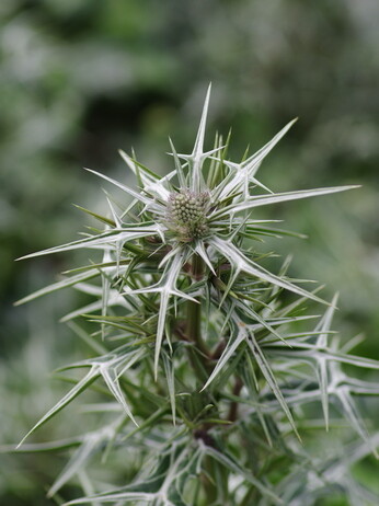 How to grow eryngium (sea holly)