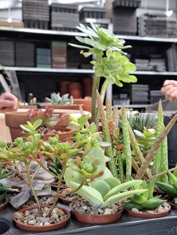 Weekly catch up with garden and propagation Weekly catch up with garden and propagation