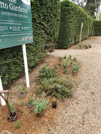 A new area of drought tolerant planting at the garden entrance