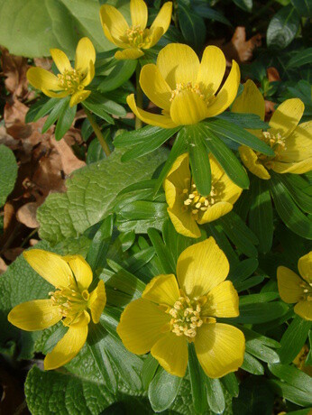 Top 10 early spring plants