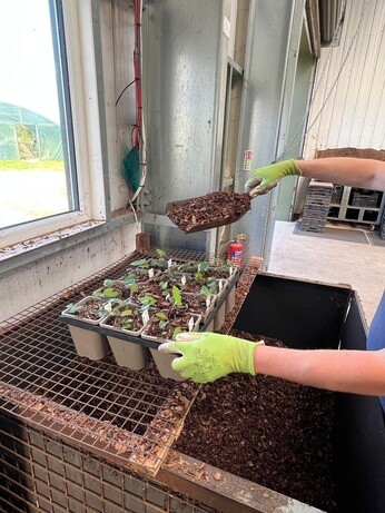Weekly catch up with garden & propagation