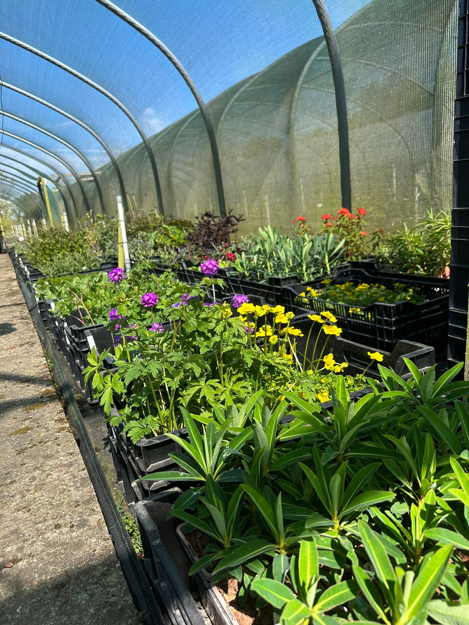 Weekly catch up with garden & propagation