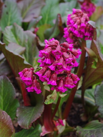 Weekly catch up with garden & propagation Weekly catch up with garden & propagation