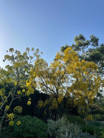 Weekly catch up with garden and propagation