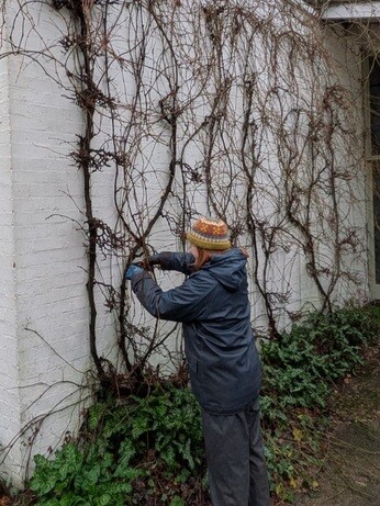 Weekly catch up with garden & propagation