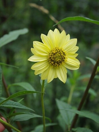 Plant profile - Bistorta amplexicaulis Plant profile - Bistorta amplexicaulis