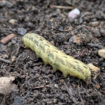 Wild Words from the Ground  February & March