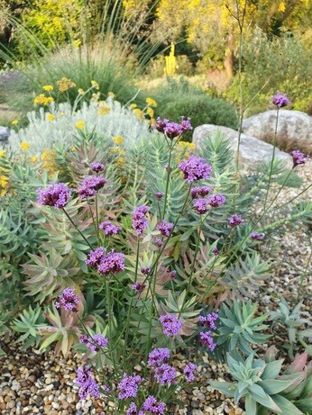 Verbena- How to Grow and Care for