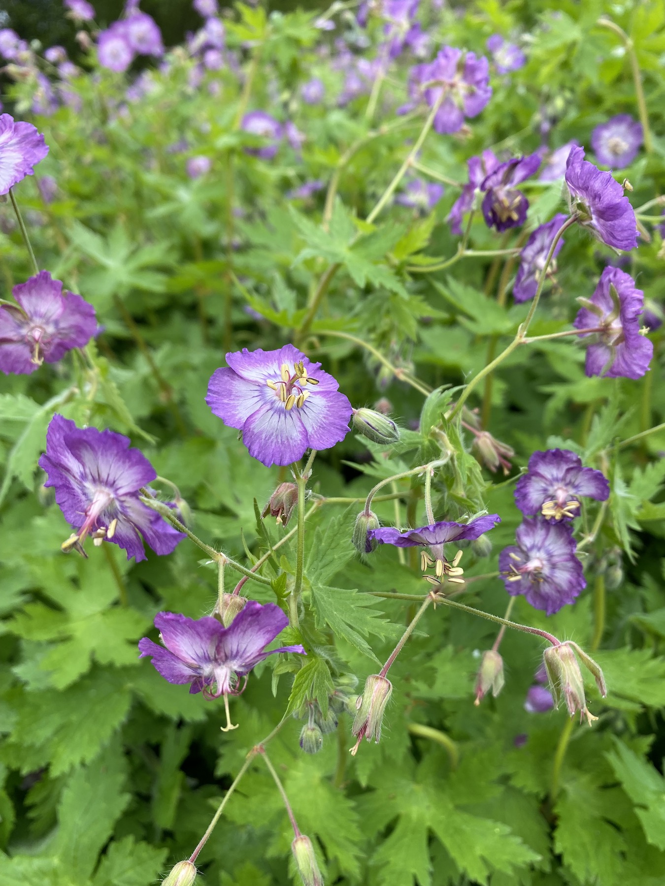Perennials and tender plants for gorgeous seasonal container displays