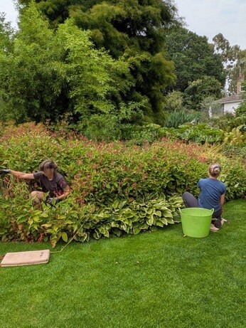 Weekly catch up with garden & propagation