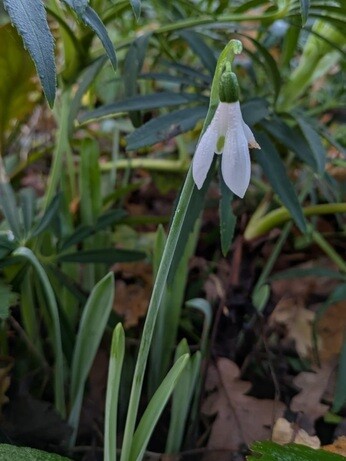 Weekly catch up with garden & propagation Weekly catch up with garden & propagation