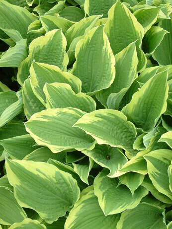 How to grow and get the best from your hostas