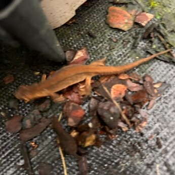 Wild Words from the Ground - November