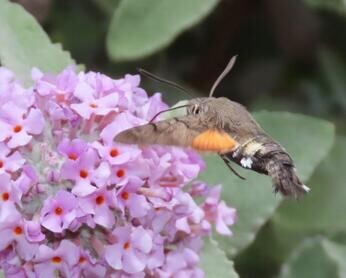 Chattowood and its insects: the first four years