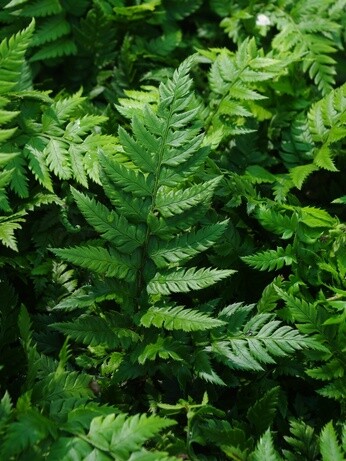 Gardening Dilemmas - Part 3 Gardening Dilemmas - Part 3