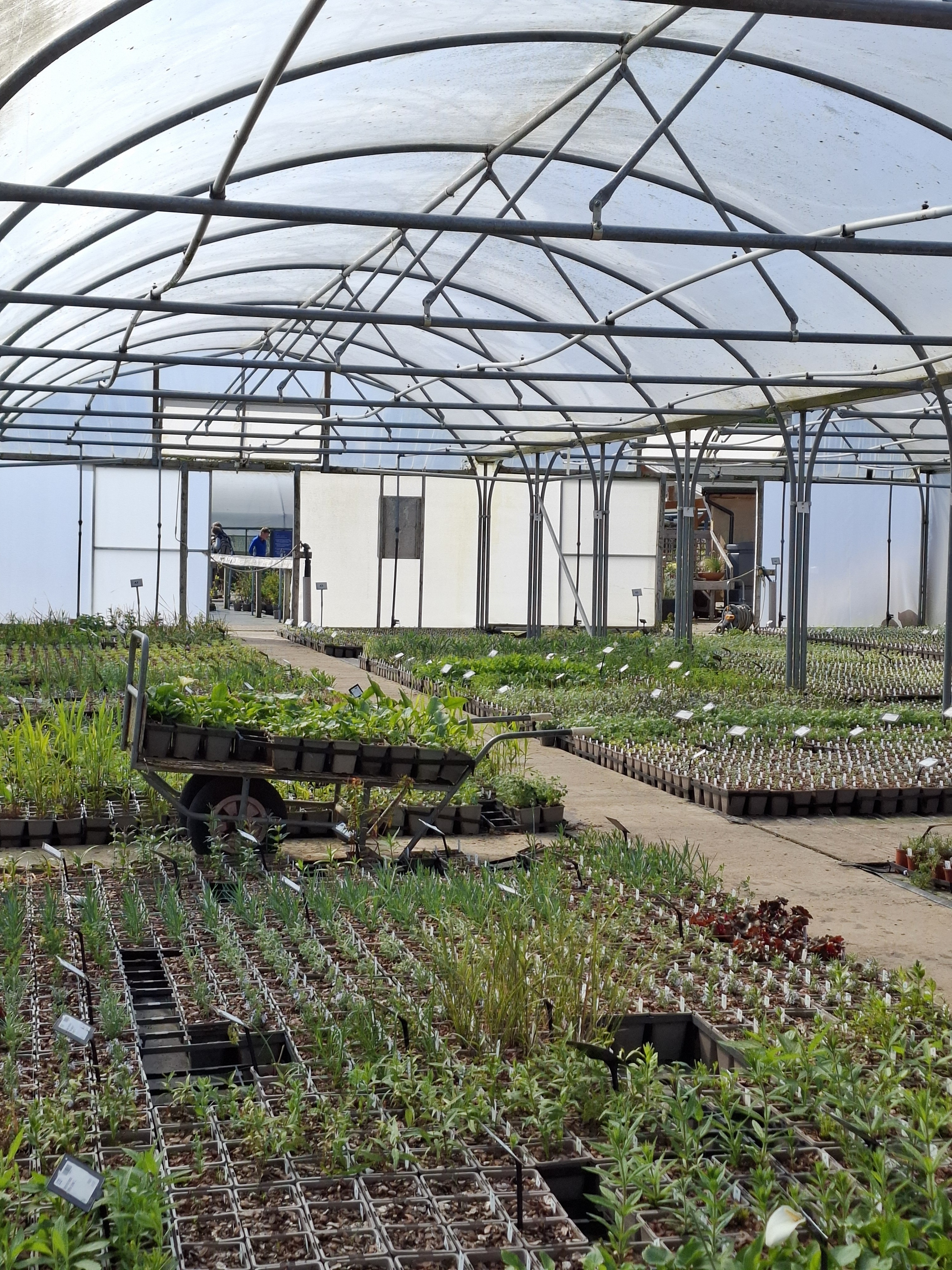 Weekly catch up with garden & propagation