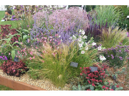 Plants from the RHS Wisley Flower Show