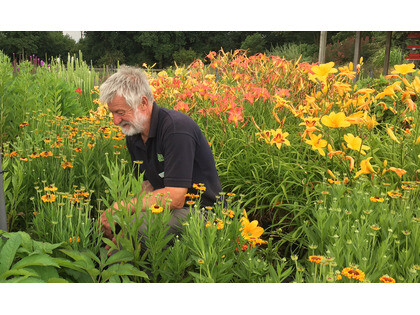 Hemerocallis (Day lily)
