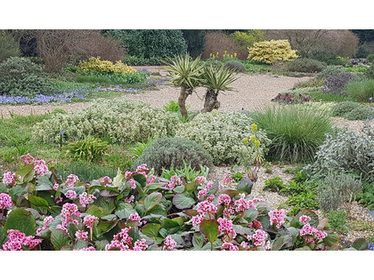 Top plants for spring 2019