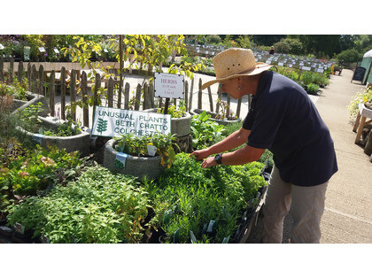 How to grow herbs and what to do with them