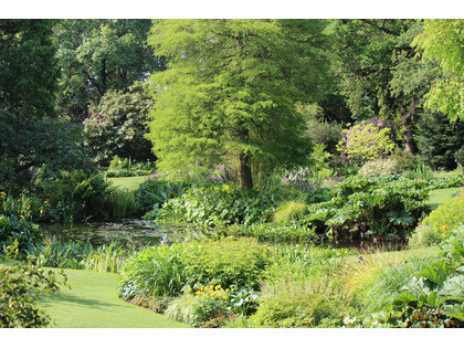 Top 10 Moisture-Loving Plants
