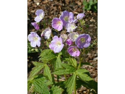 RHS PLANT FINDER
