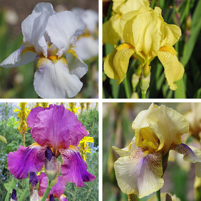 How To Grow And Care For Bearded Iris