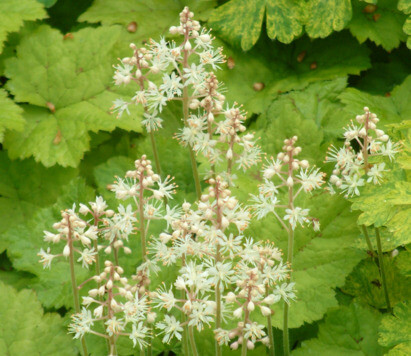 Some of our favourite plants for spring 