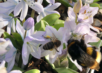 The most bee-friendly early spring plants