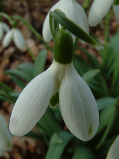 RHS PLANT FINDER