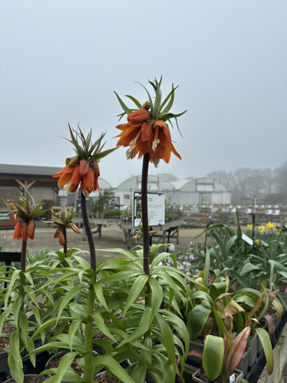 Weekly catch up with garden & propagation