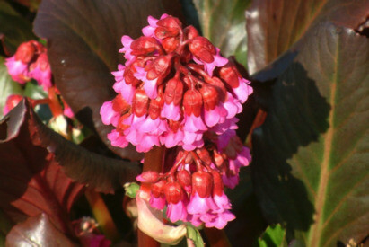 Indispensable Elephants ears, bergenia 