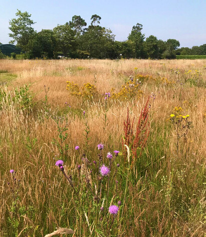 What happened when we stopped mowing the grass?